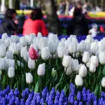 tulip festival in san francisco