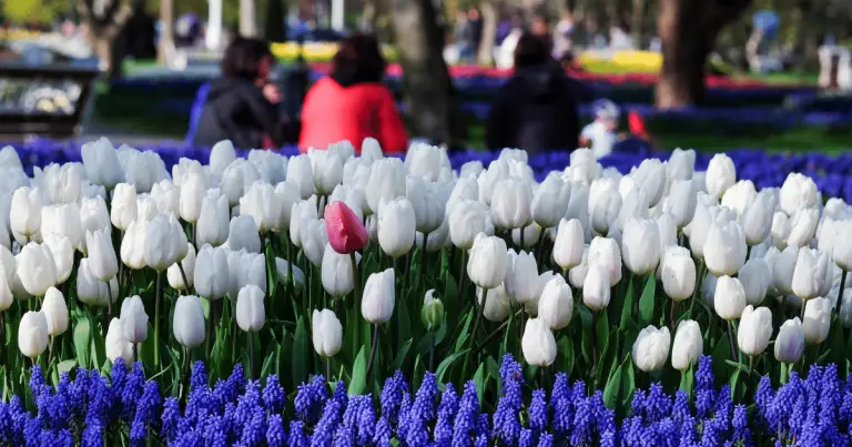 Tulip Festival in San Francisco: A Springtime Spectacle