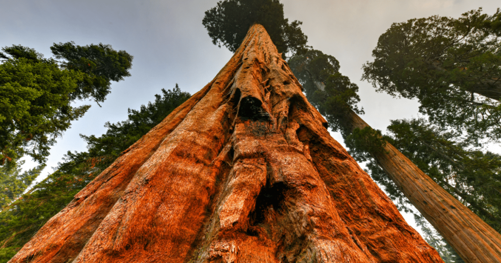 big trees trail sequoia