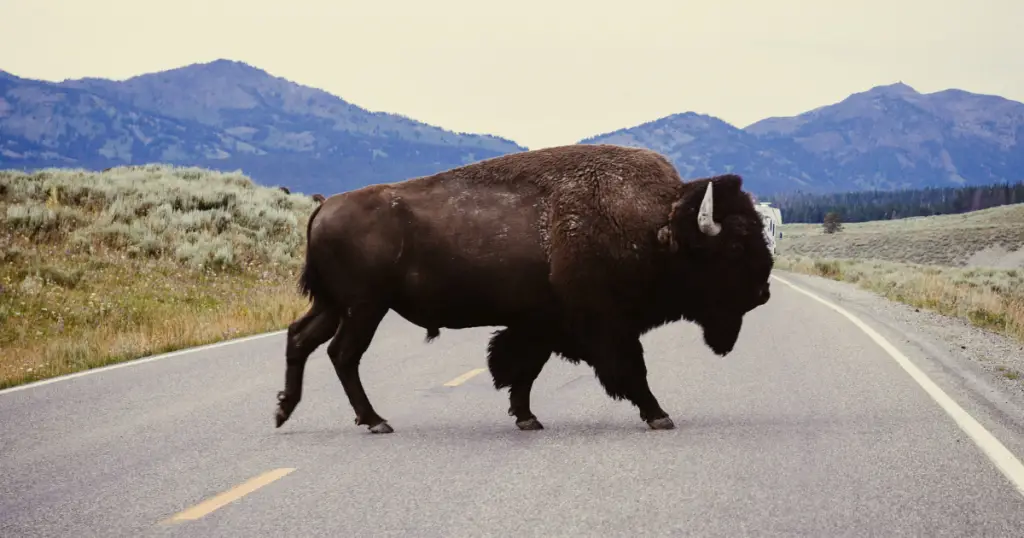bison attacks car in yellowstone