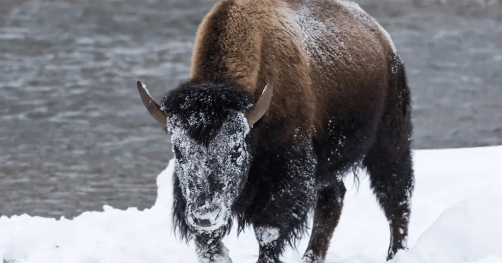 bison attacks in yellowstone