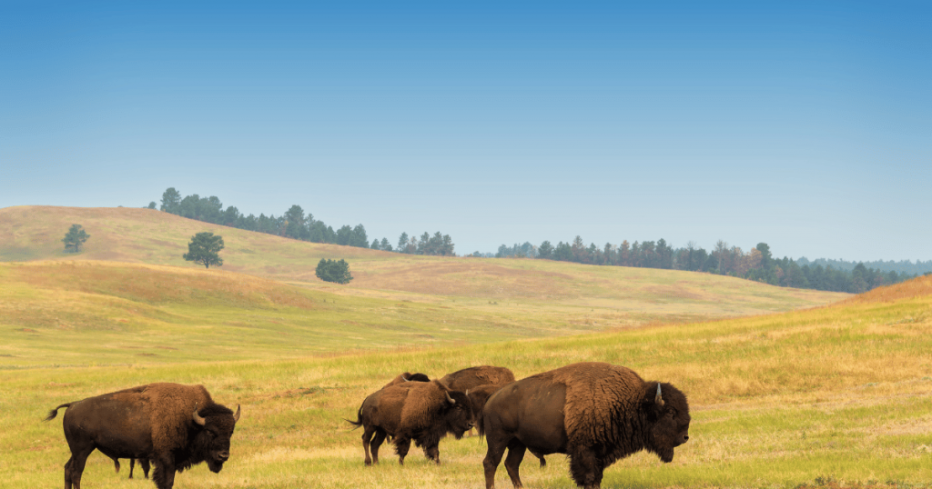 bison in yellowstone attack