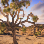 desert institute at joshua tree national park