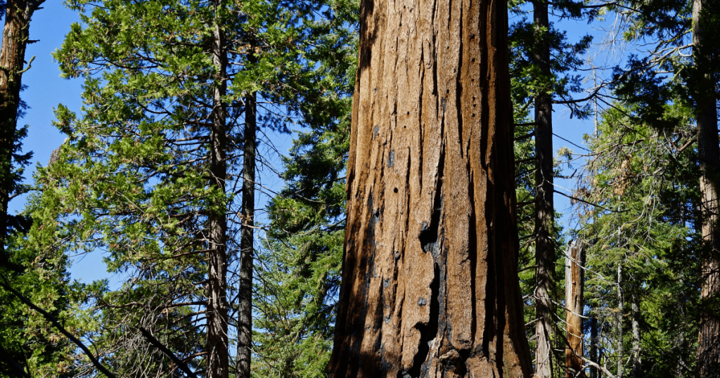 general grant grove sequoia
