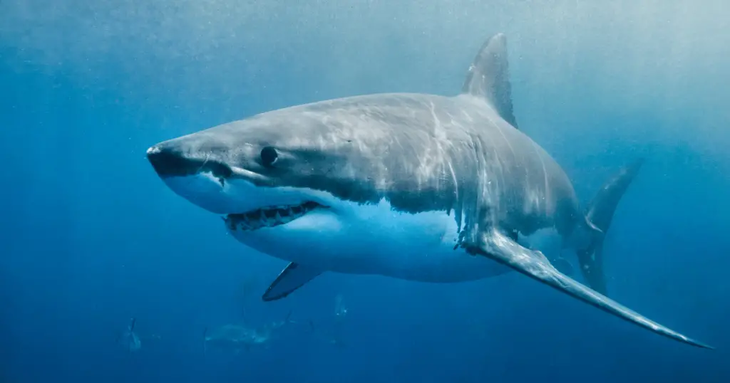 great white shark san diego 2022