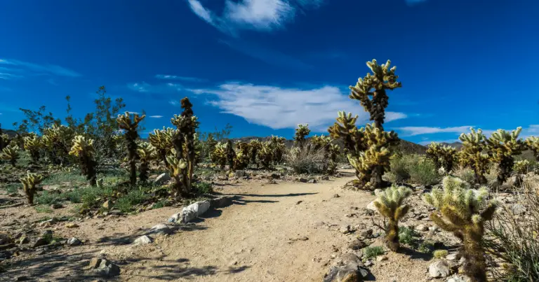 Discovering Joshua Tree County: A Desert Oasis