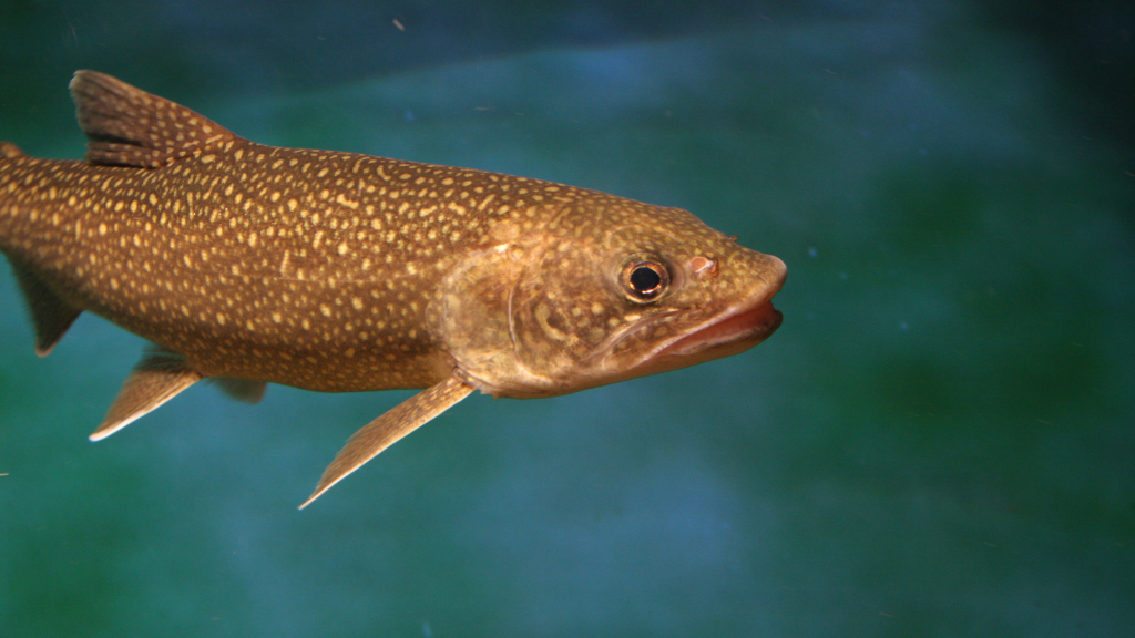 lake tahoe species of fish