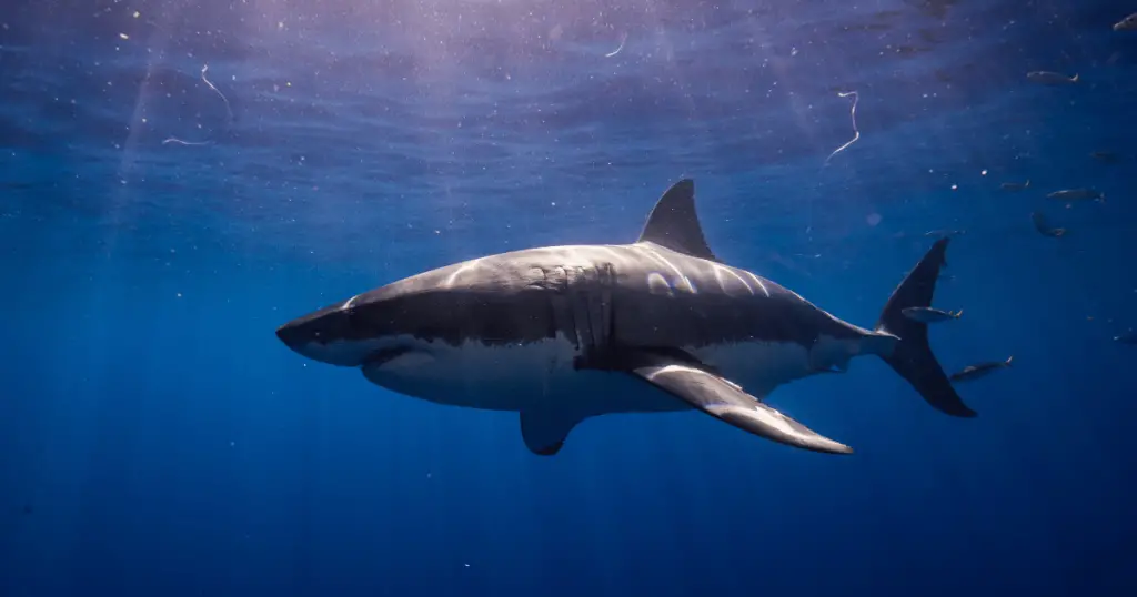 san diego great white shark diving