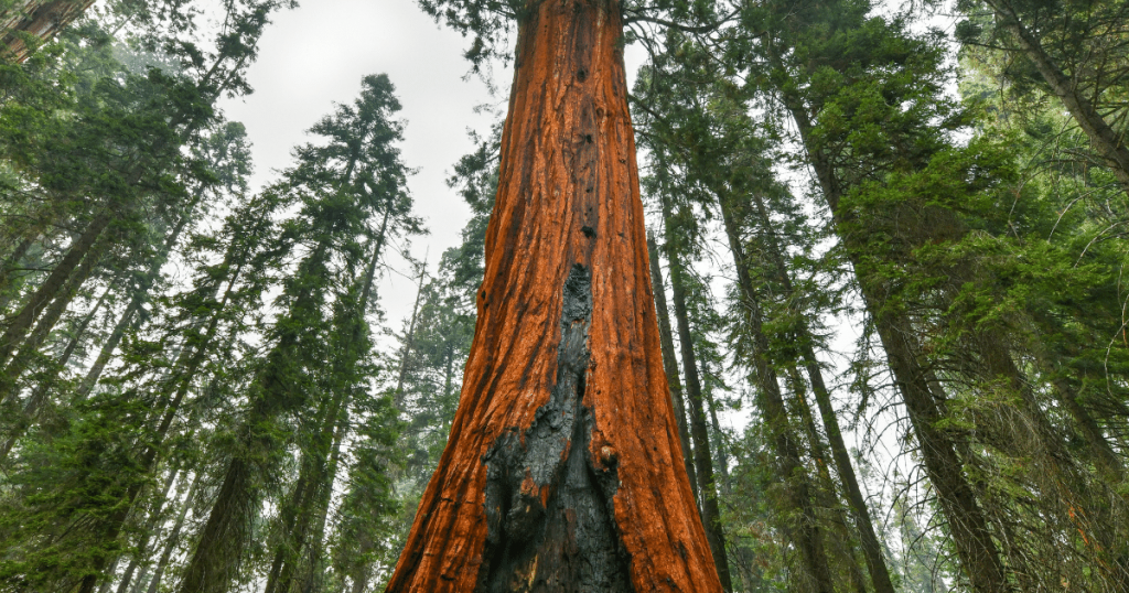 sequoia big trees trail