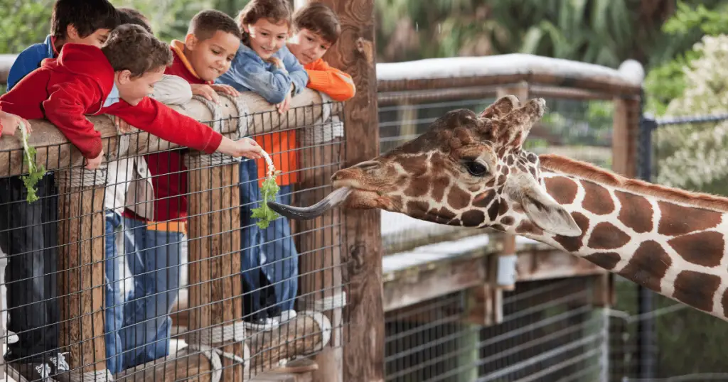 spend the night at the san diego zoo