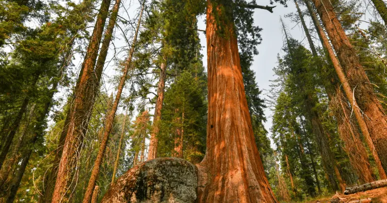 A Walk Among Giants: Big Trees Trail Sequoia National Park