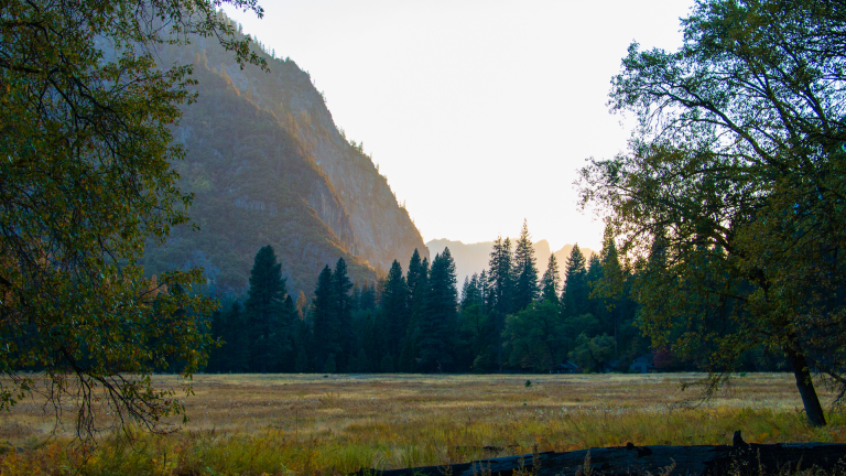 Yosemite’s Arboreal Wonders: Embracing the Trees