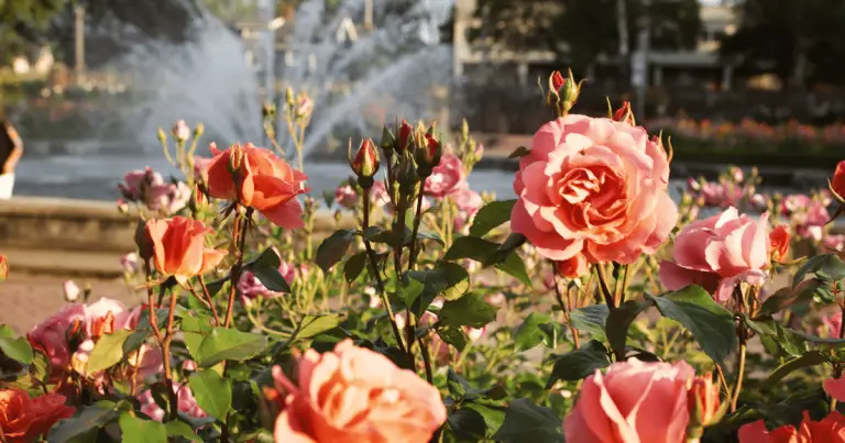 Unveiling the Blooming Mystery: Why is Portland Called Rose City?