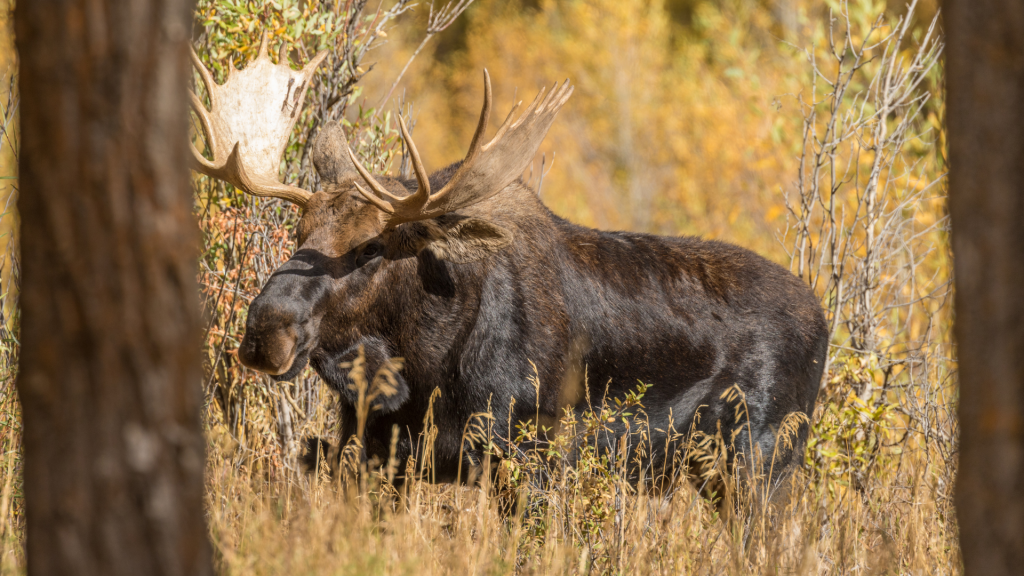 yellowstone moose fall