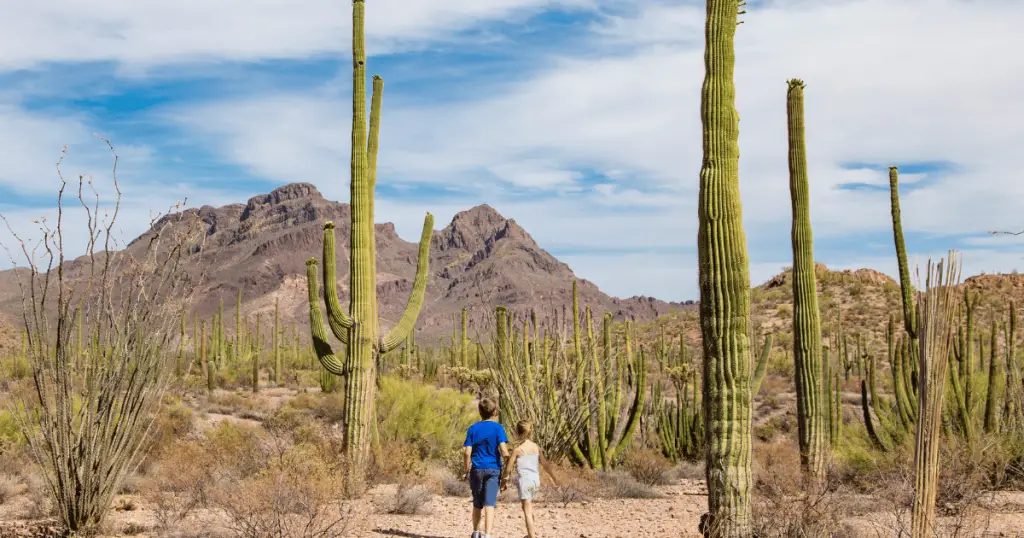 fun things for adults to do in phoenix