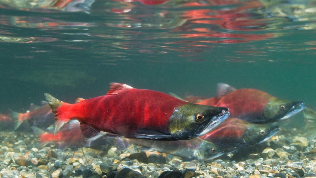 lake tahoe's fish types