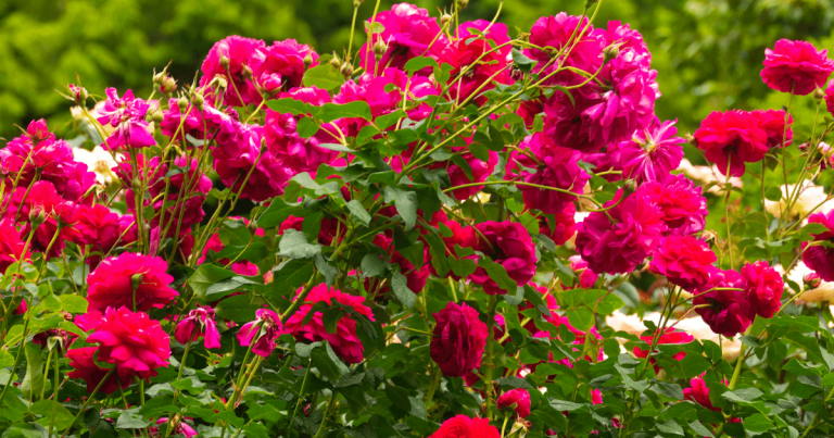 North Rose Garden: Portland’s Floral Paradise