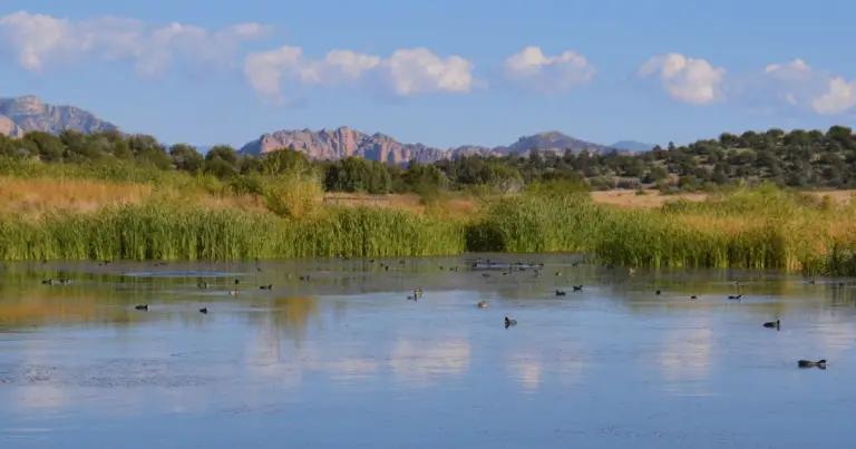 Exploring Sedona Wetlands Preserve: A Natural Sanctuary
