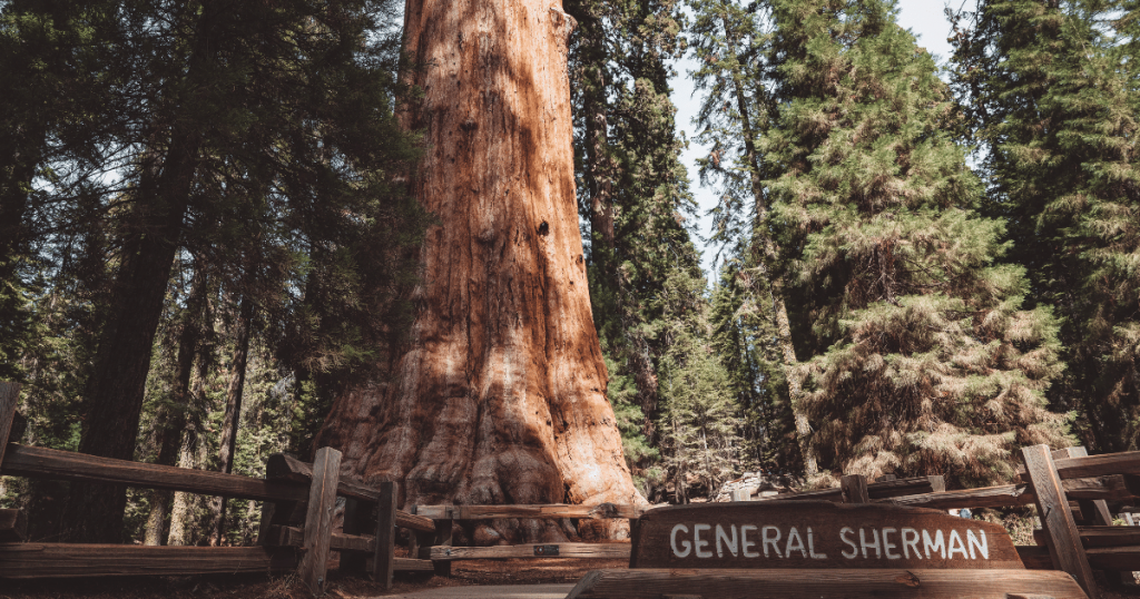 sequoia national forest vs sequoia national park