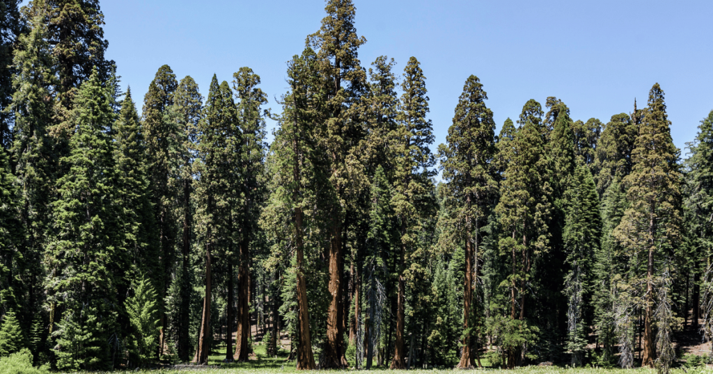 sequoia tree versus redwood