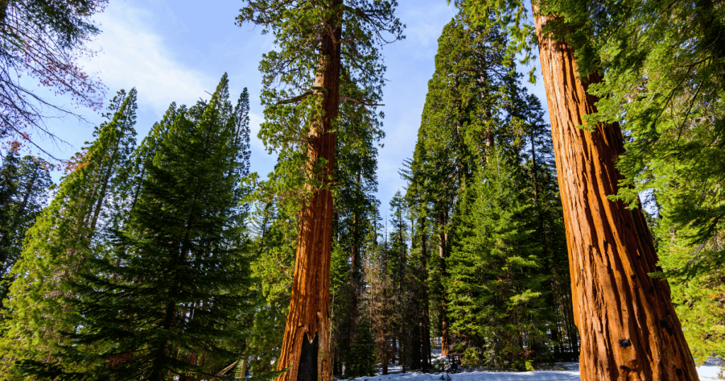 sequoia tree versus redwood tree