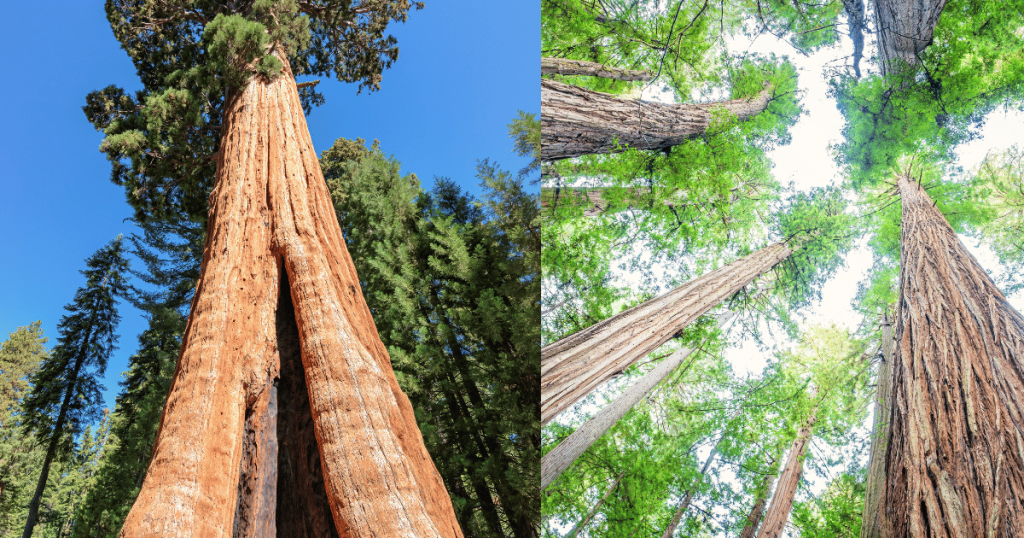 sequoia tree vs redwood