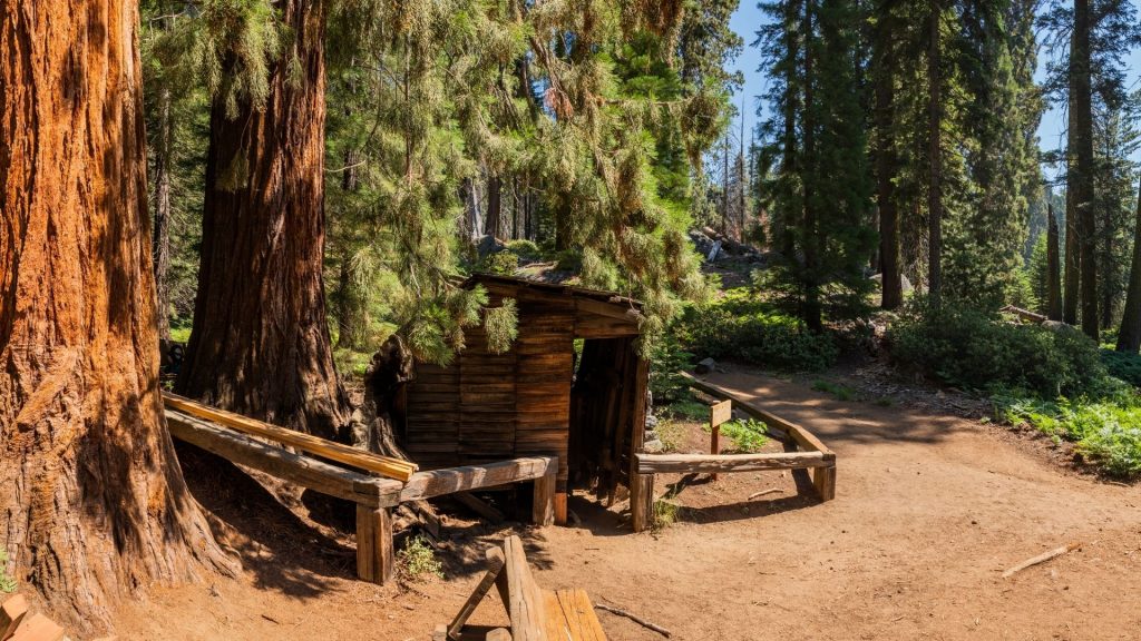 tours in sequoia national park