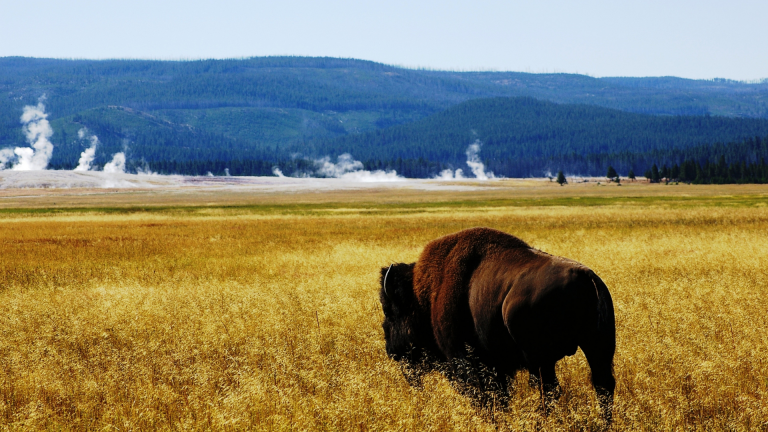 Your Ultimate Guide to Yellowstone Weather Per Month